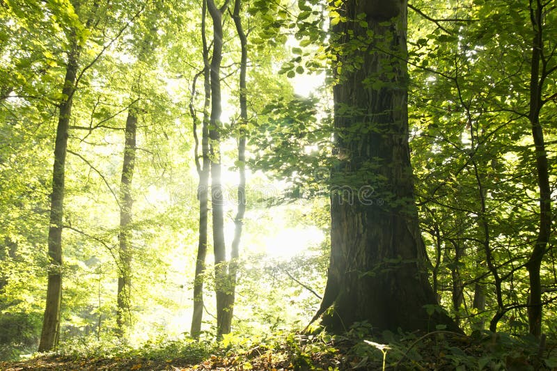 Trees in the forest