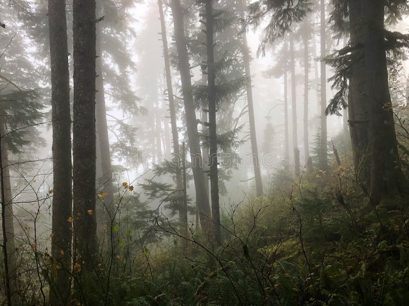 Trees of the Forest Covered in Mist in Oregon, USA Stock Photo Image