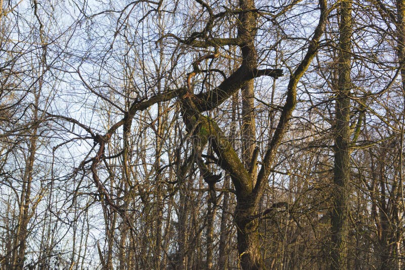 Trees in the Forest. Crooked Tree Branches Stock Photo Image of
