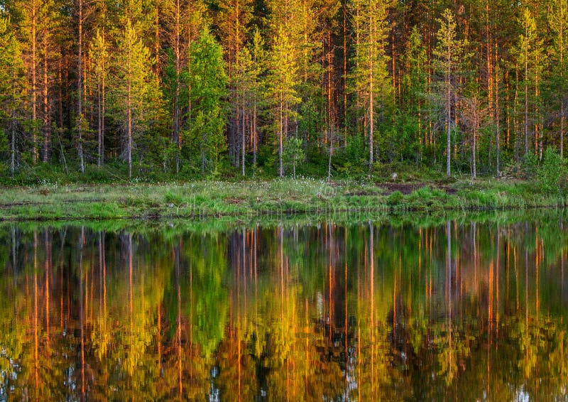 Trees in the Forest Stand on the Edge of a Forest Lake with a Clouding ...