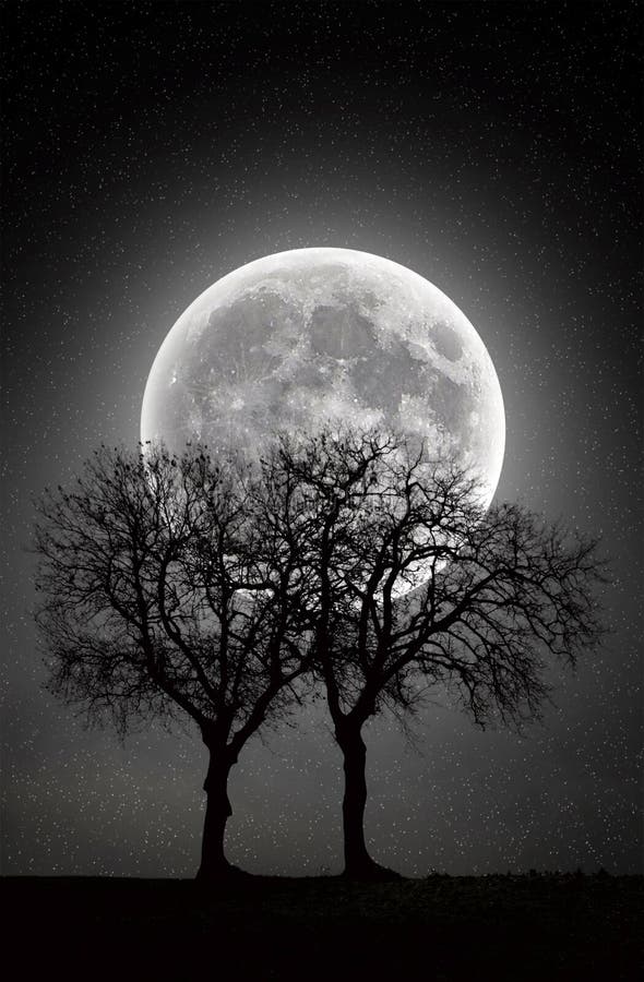 Trees in full moon stock image. Image of light, scene - 48509463