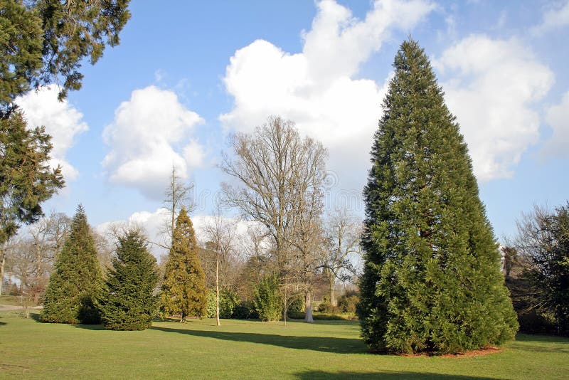 Trees and garden