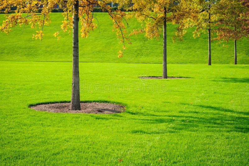 Trees on the lawn stock image. Image of landscaping, bark 211395