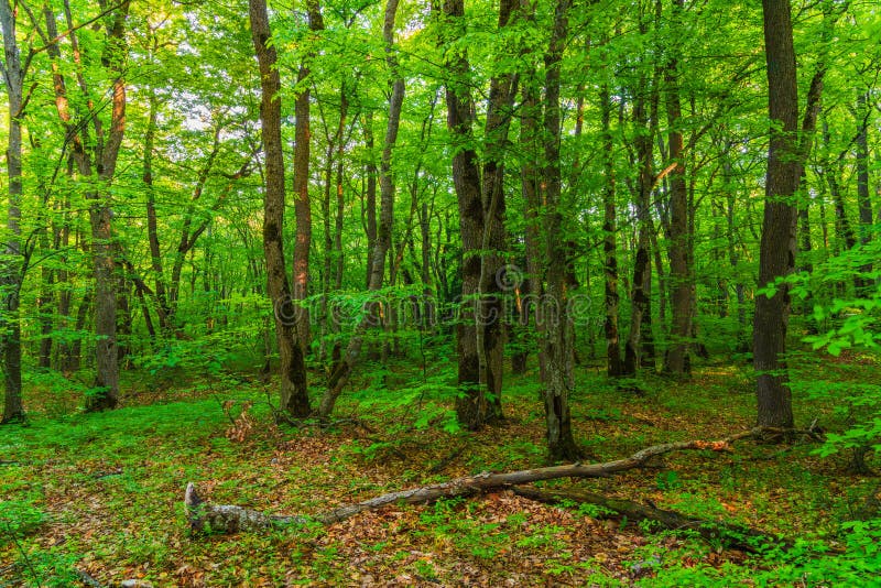 Trees in the green forest stock photo. Image of scenery 218835808
