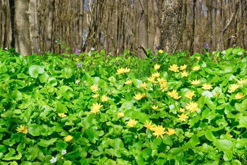 Trees and Green Plants in the Spring Forest Stock Image Image of flowers, bushes 37639461