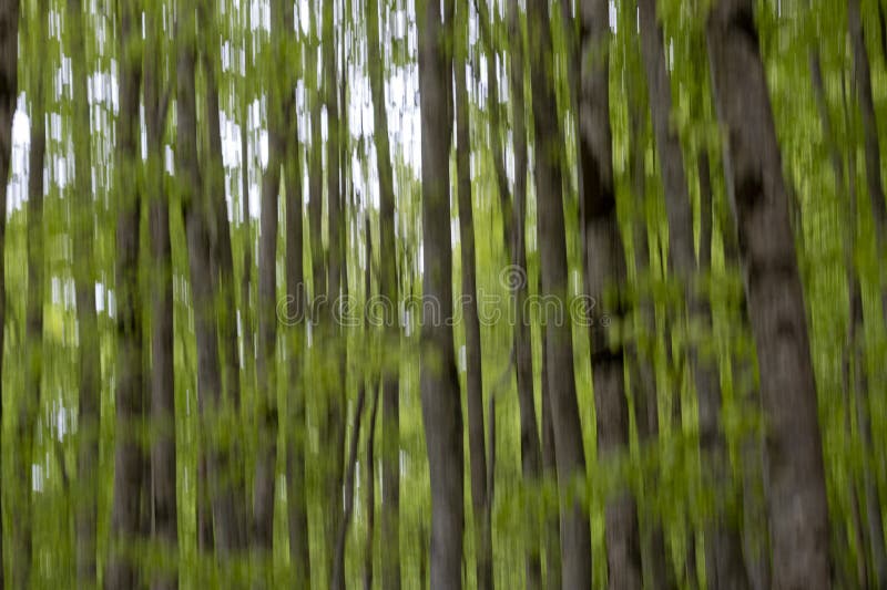 Blurred trees and greenery, creating an abstract, artistic effect that emphasizes motion and an ethereal quality of the forest