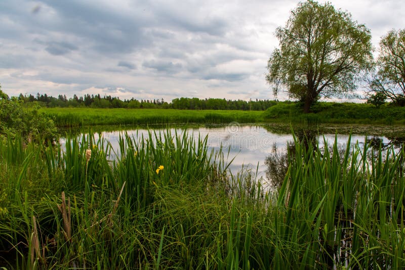 Trees Grow on the Bank of a Small Pond Stock Image Image of nature, sunny 190846737