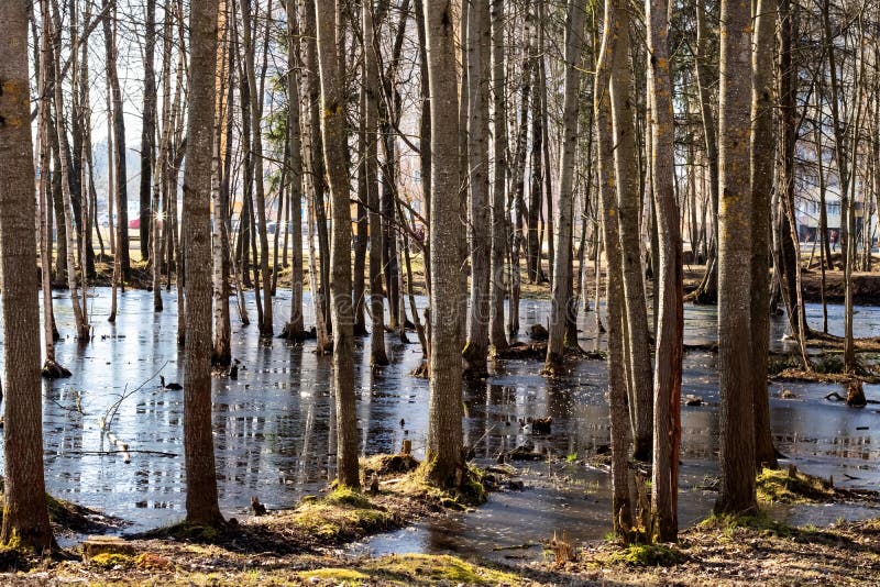 Trees Grow Out of the Water in a Swamp Stock Photo Image of bright