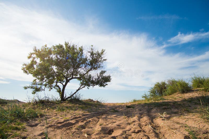 Trees Grow from Sand stock image. Image of season, outdoor 120978227