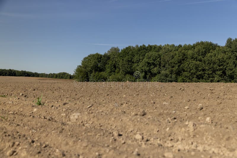 A plowed field during the preparation of the soil for sowing, trees growing in the forest in spring next to the field on which the soil was plowed for sowing grain