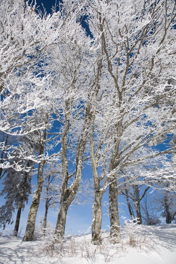 Trees with Hoar frost