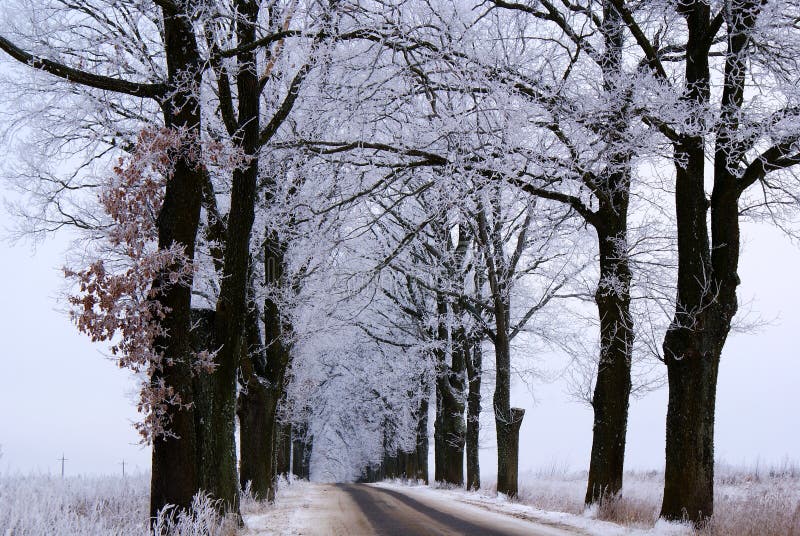 The trees in hoarfrost