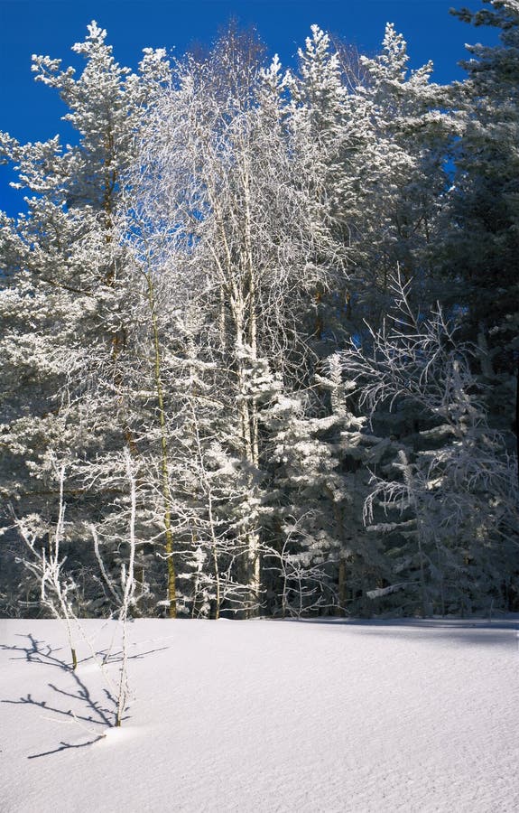 Trees with hoarfrost royalty free stock photos