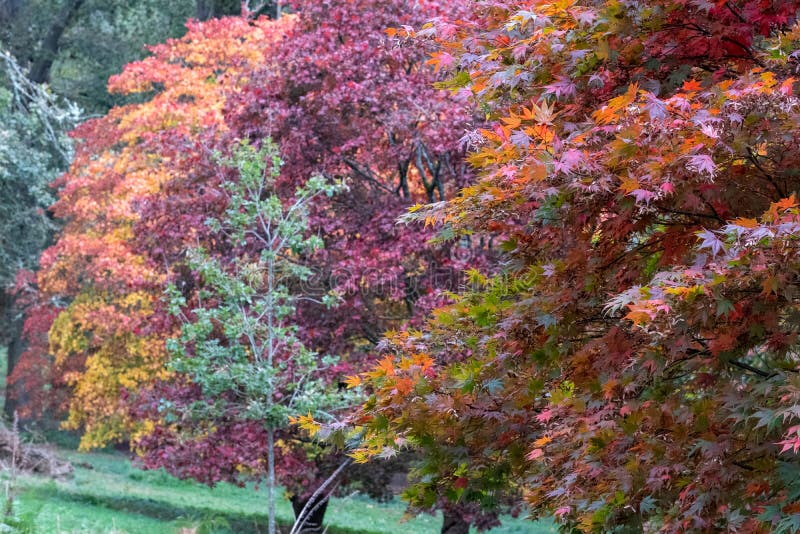 Trees including Acer, maple and cherry trees in a blaze of autumn colour, photographed at Winkworth Arboretum, Surrey, UK.