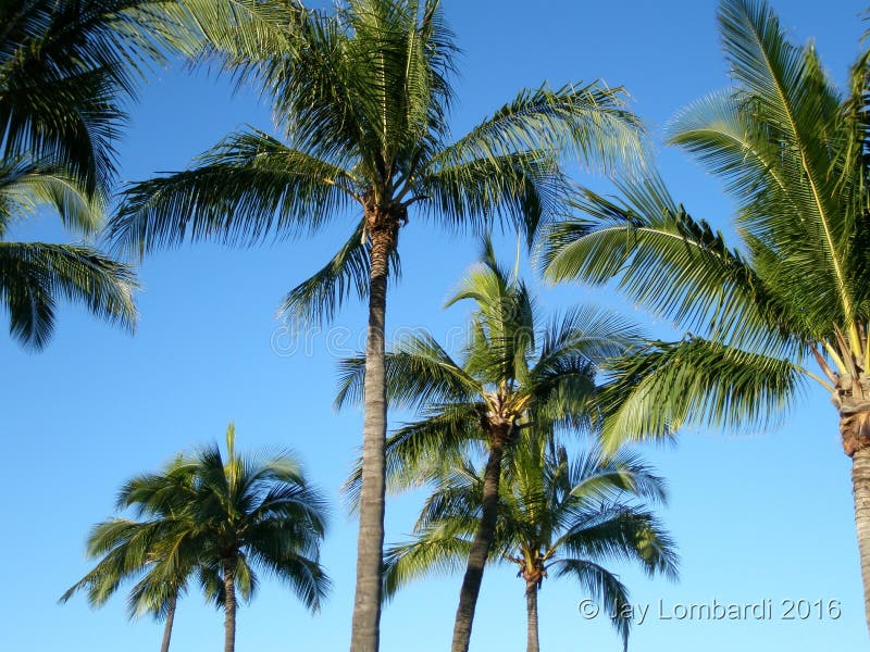 Trees on Island of Oahu Hawaii Stock Image Image of palm, trees 82518661