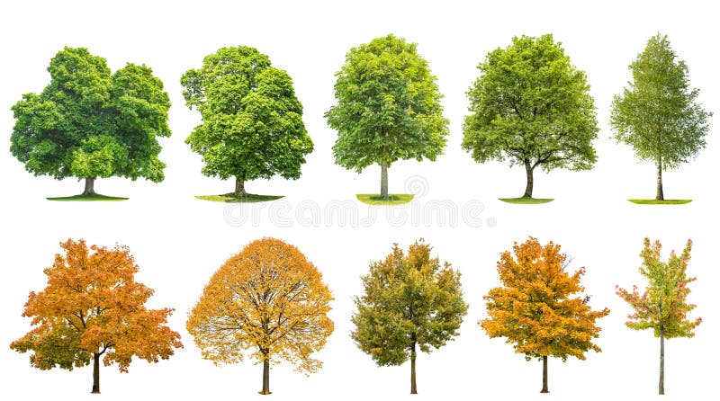 Trees isolated white background Oak maple linden birch stock photography