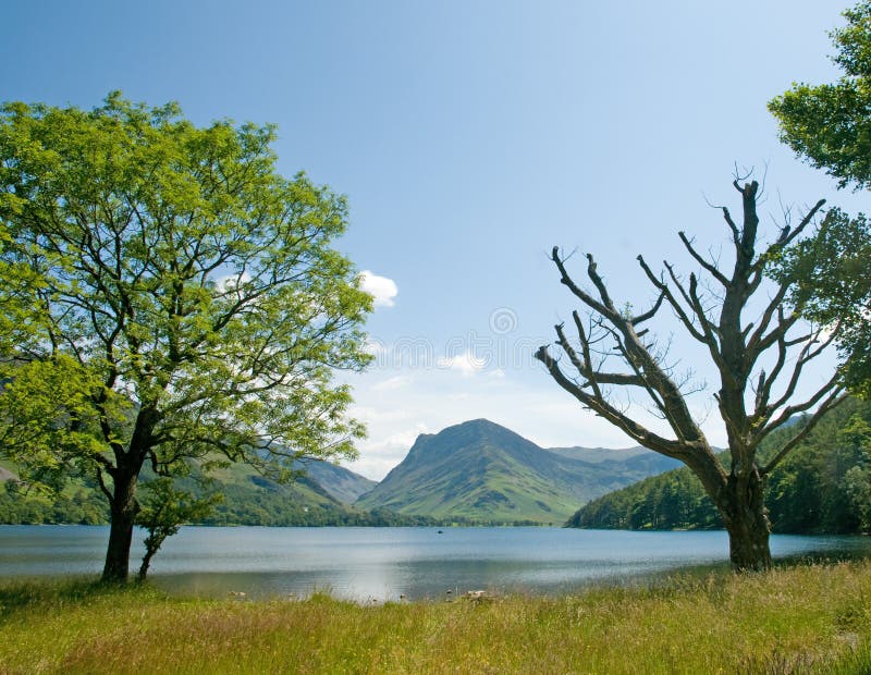 Trees and lake