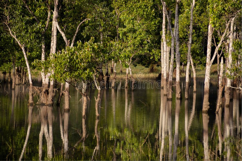 Immagine alberi un loro riflessi Acqua presto arrivo mattina sul,, Provincia,.