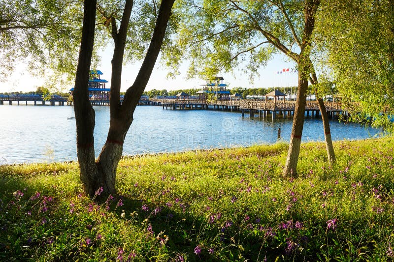 The trees lakeside