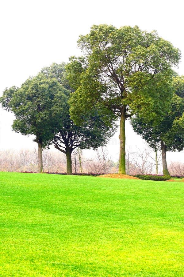 Trees and lawn