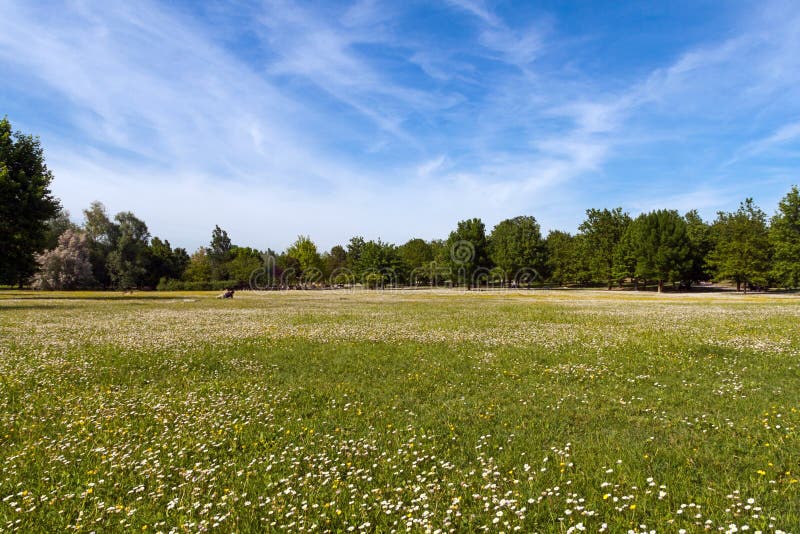 Trees and lawn