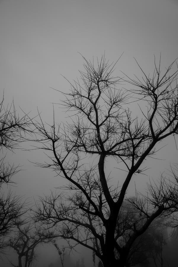 Trees without leaf in the dark mist. stock photos Trees without leaf in the dark mist. stock photos