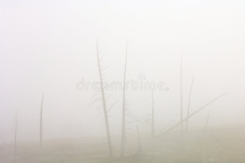 Trees without leaves between fog