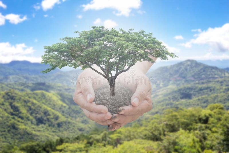 Trees in the man s hand sticking out of the sky on a blurred background. The concept of natural trees to restore the forest.