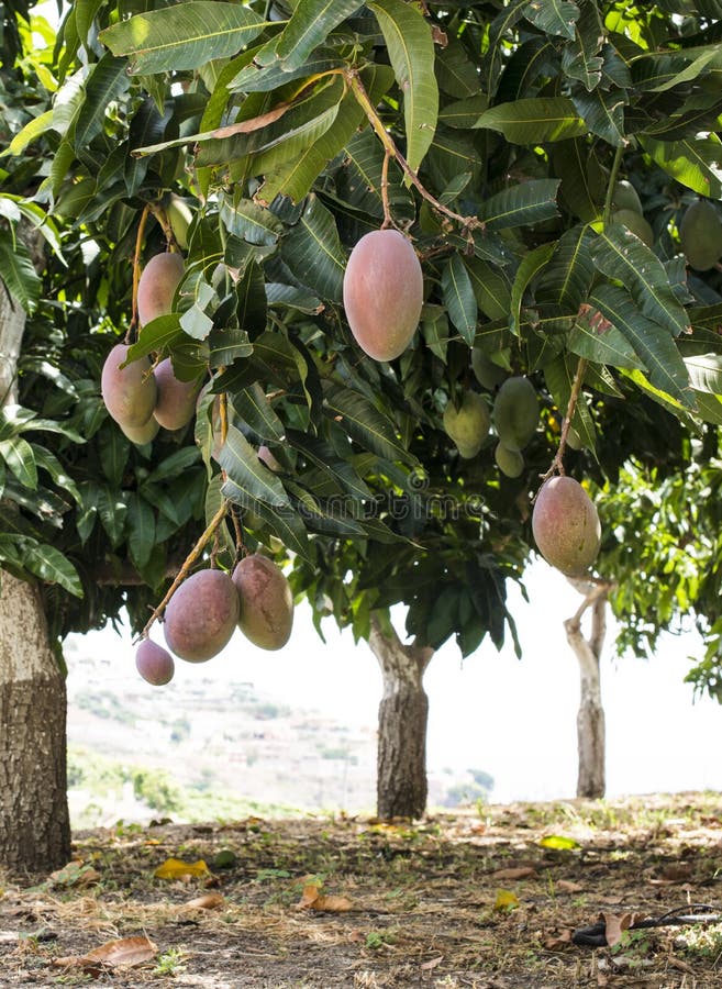 Trees with mangoes stock image. Image of natural, tropical 138002073