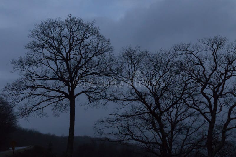 Trees in the Mist, Blue Ridge Parkway, Great Smoky Mountains Stock