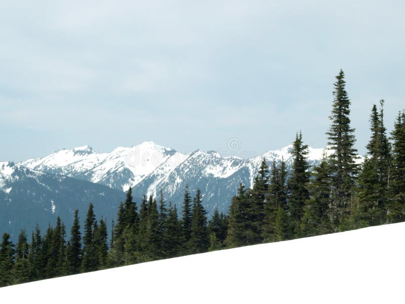 Trees with moutains on background