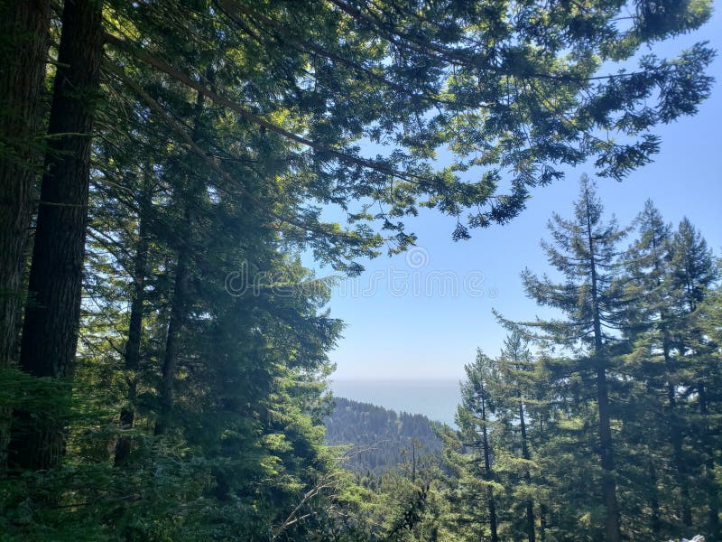 Trees of Mystery California Stock Image Image of trees, forest 153437603