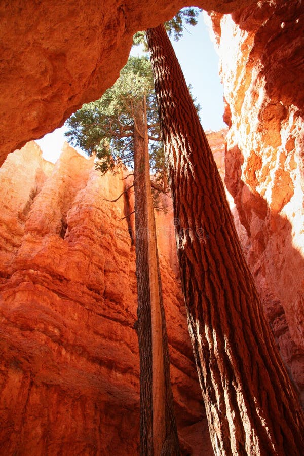 Trees in Narrow Canyon