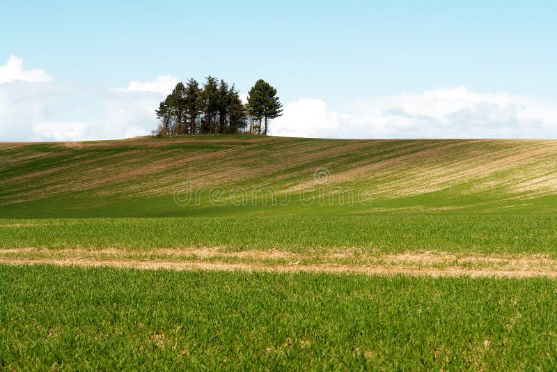 Trees on an open field with sky background