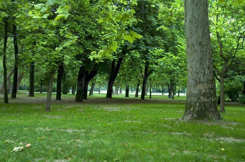 Árboles en el parque.