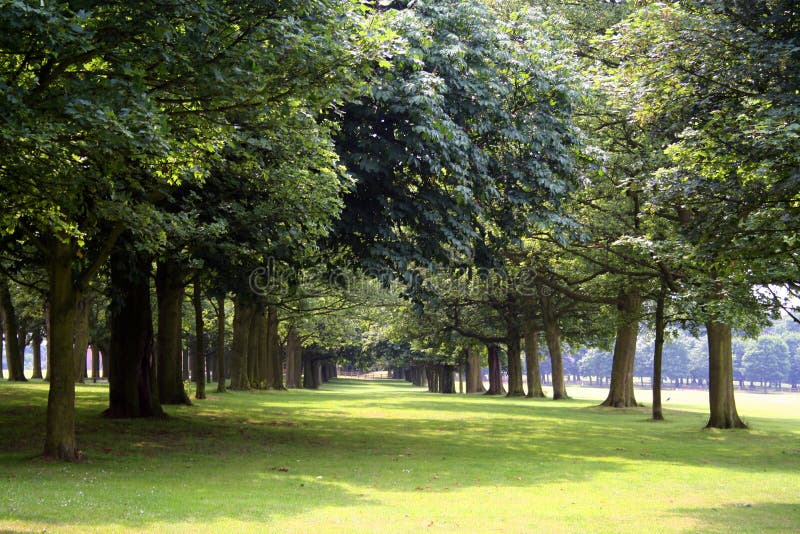 Trees in park