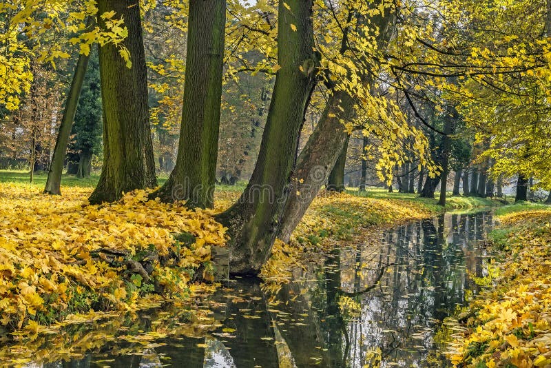 Trees in the park