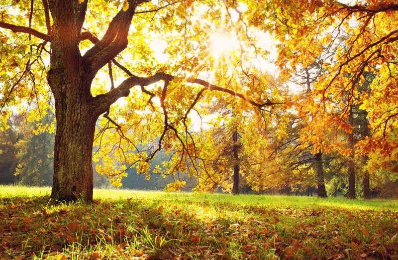 Trees in the Park in Autumn on Sunny Day Stock Photo - Image of morning ...