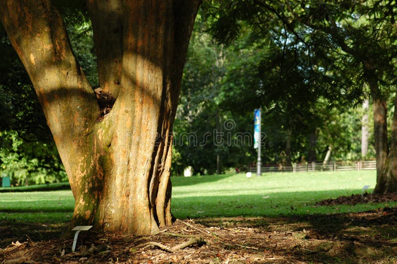 Trees in the parks