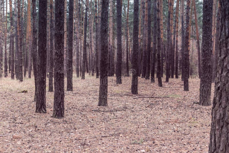 Trees in a pine forest in autumn stock image Trees in a pine forest in autumn stock image