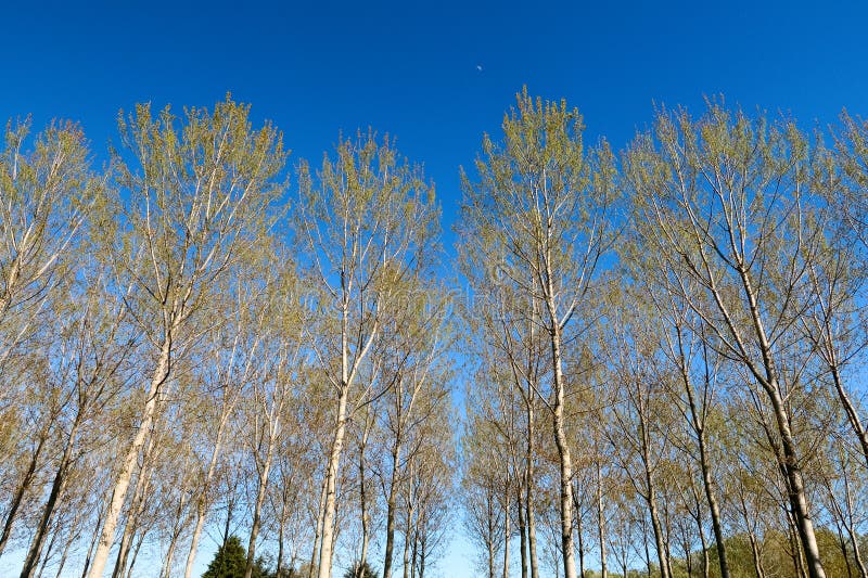 Trees poplars poplar panorama landscape natural nature crown leaves spring sprout Po Valley very