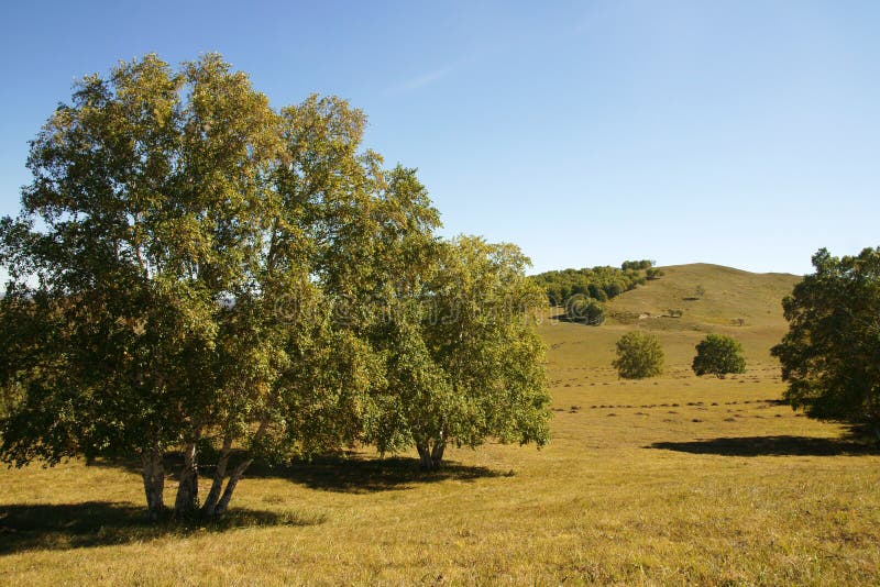 Trees on the prairie