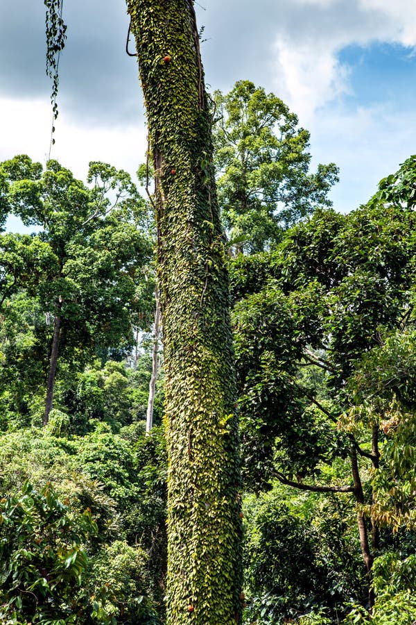Trees in the Rainforest Discovery Centre in Sepilok, Borneo, Malaysia Stock Image Image of