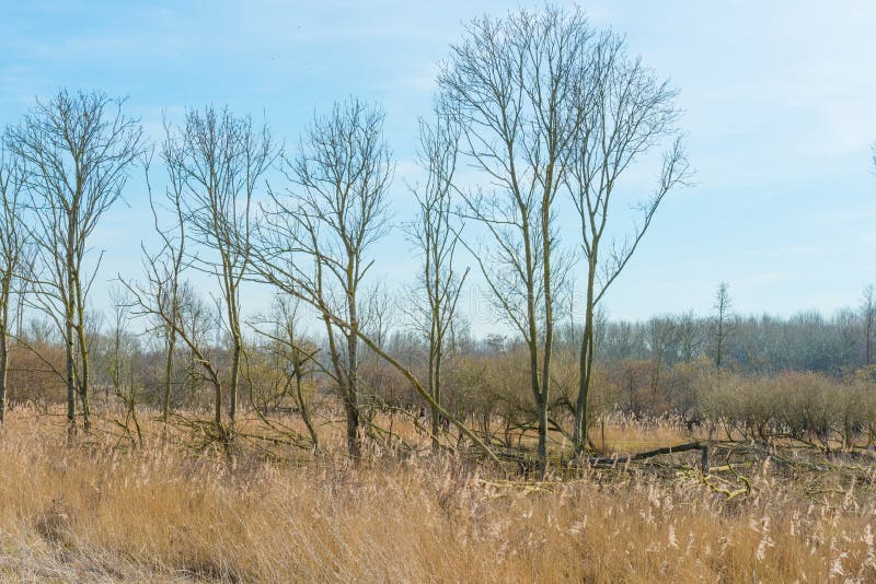 Trees and Reed in a Field in Winter Stock Image Image of landscape, reed 88435601