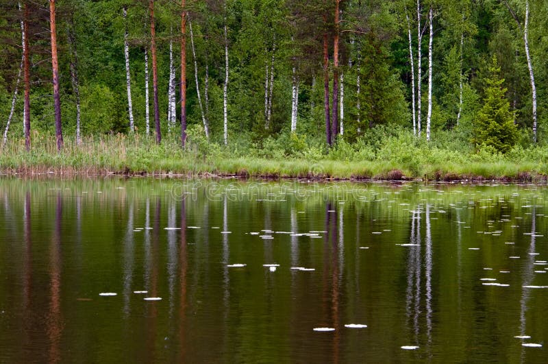 Trees Reflected In Lake Stock Image Image Of Lake Shore 5475057