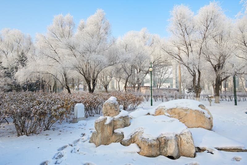 The trees with rime and stone