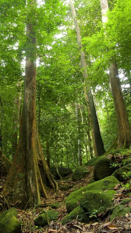 Trees and rocks stock photography