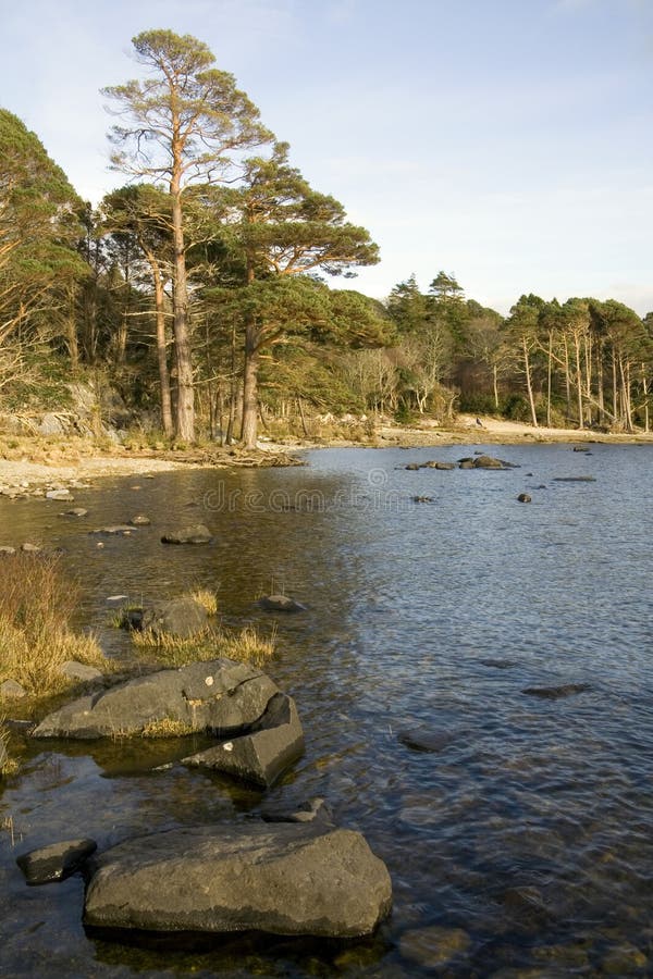 Trees and rocks by a lake