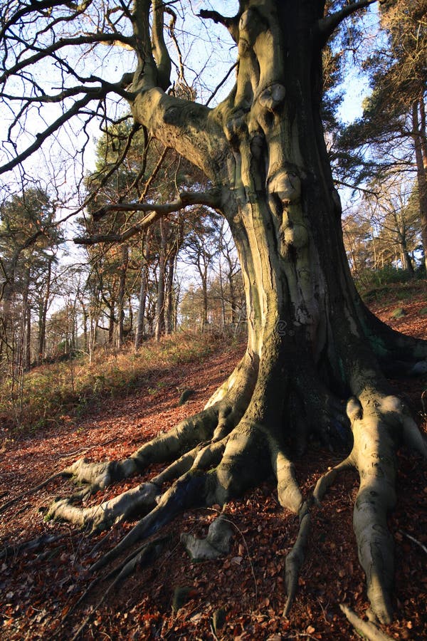 Trees and roots