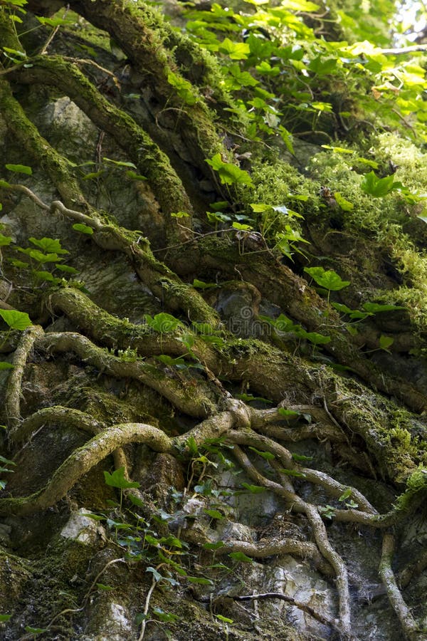 Trees roots stock image. Image of nature, growing, garden 98975225